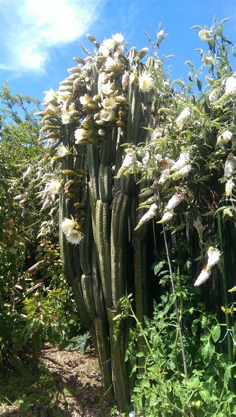 Today's san pedro ceremonies take place for the same reasons as ever: 20 Year old San Pedro in Full Summer Bloom : mescaline