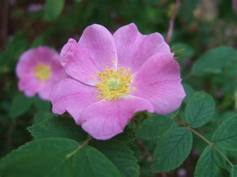 Rosaacicularis Arctic Rose Planting Flowers Rose Bush Care Rooting