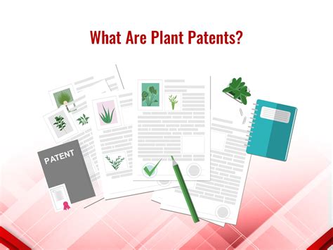 What Are Plant Patents Wissen Research