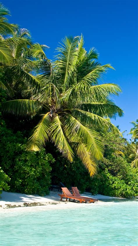Maldives Tropical Beach Palm Trees Summer Heat Wallpaper 1080x1920