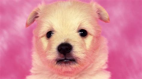 Pink Dog Wallpapers Top Free Pink Dog Backgrounds Wallpaperaccess