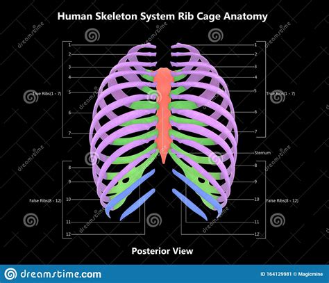 Rib Cage Of Human Skeleton System Anatomy With Detailed Labels