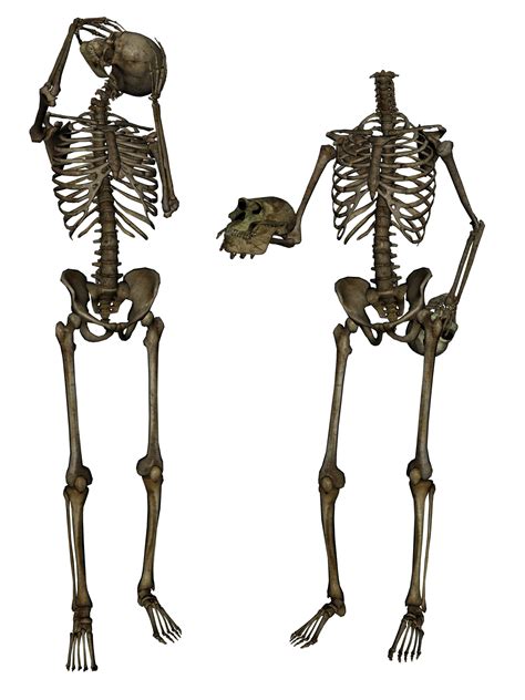 Skeleton Png Image Transparent Image Download Size 1500x2000px
