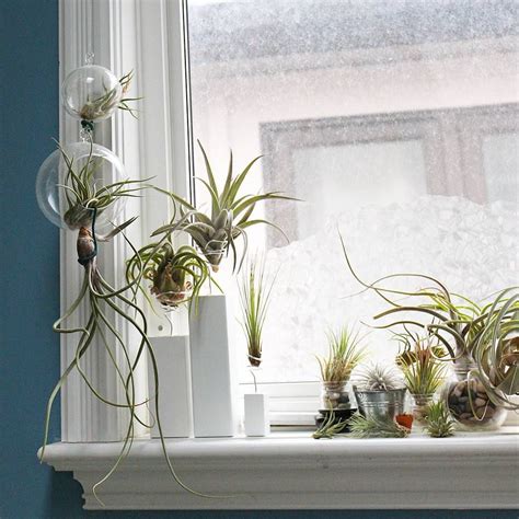Houseplantjournal And Heres A More Traditional Air Plant Display