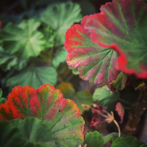 Geraniums Leaves Turning Red