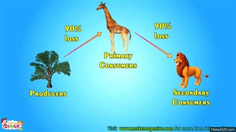 Food Chains Food Websenergy Pyramid In Ecosystems Video For Kids On