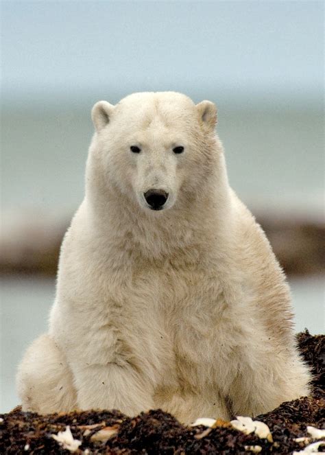 Maybe you would like to learn more about one of these? Polar Bear Fly-In Safari - Diventure