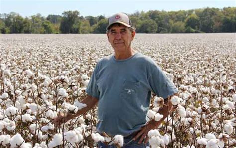 Alabama Cotton 6 Reasons North Alabamas 2016 Crop Excelled Agfax