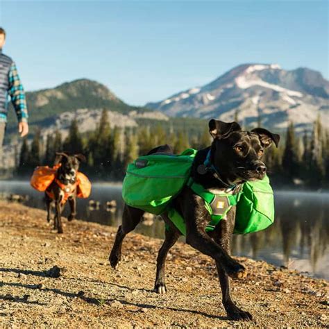 6 Best Dog Friendly Hikes In Marin County