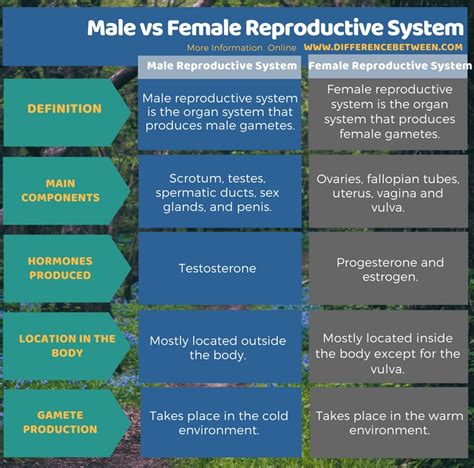 Difference Between Male And Female Reproductive System Compare The