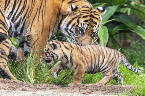 Three Rare Tiger Cubs Make Their Adorable Debut At Zoo