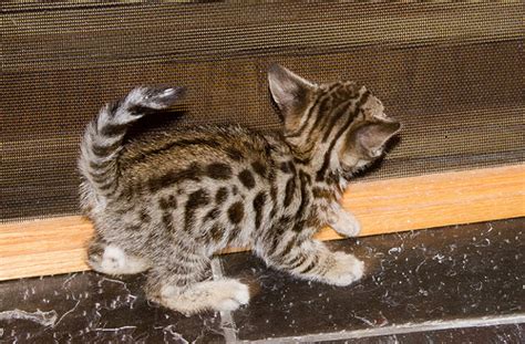 Therefore the cost is much higher. How Much Does Savannah Cat Cost? | HowMuchIsIt.org