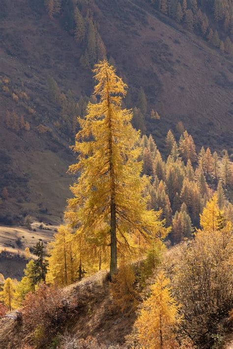 Single Larch Tree Yellow Autumn Color Forest Background Stock Photos
