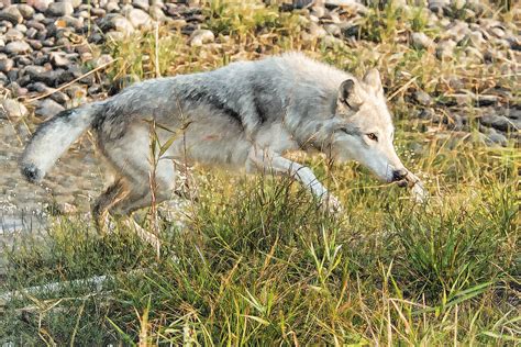 Prowling Wolf Photograph By Wade Aiken Fine Art America