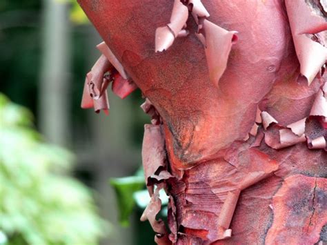 Peeling Red Bark 1 Free Stock Photo Public Domain Pictures