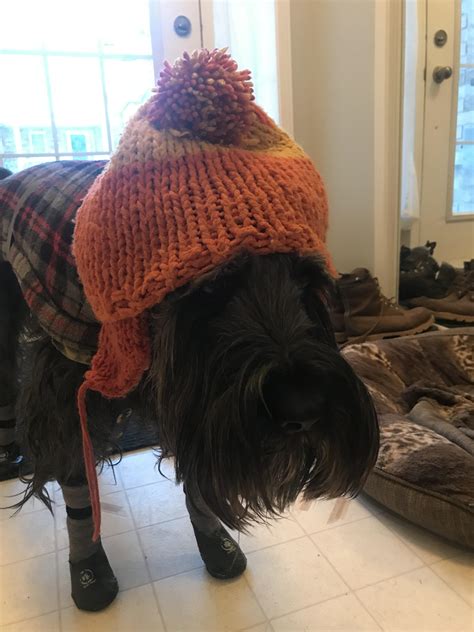 A Doggo Walks Down The Street In That Hat Fren They Know