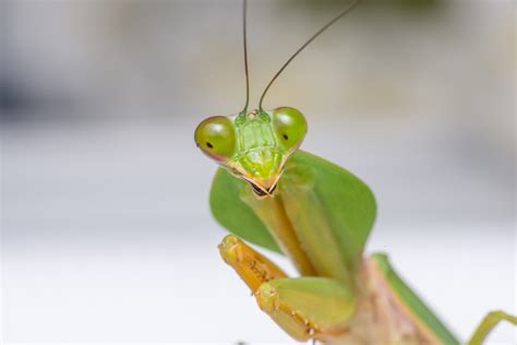 Interesting Facts About Praying Mantis Proactive Pest Control
