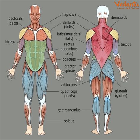 Human Muscle Diagram For Kids