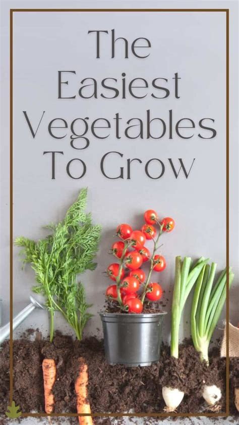 12 Easiest Vegetables To Grow For Beginners Easy Vegetables To Grow
