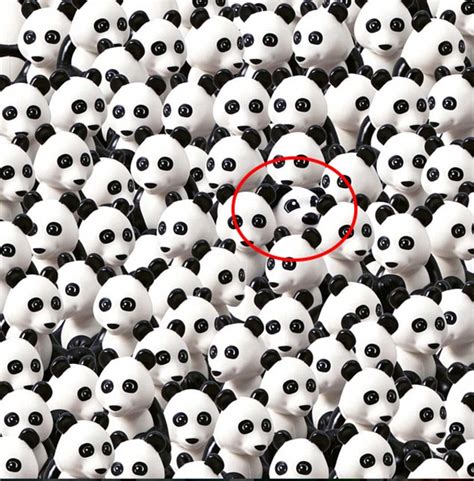 Can You Spot The Dog Hidden Among The Pandas Daily Mail Online
