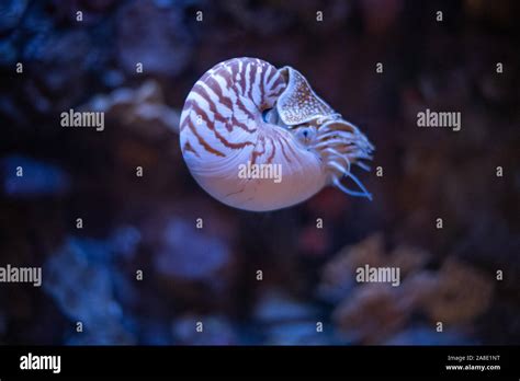 Nautilus Swimming In An Aquarium Stock Photo Alamy