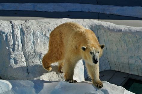 Polar Bears For Kids Cool Kid Facts