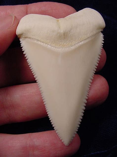 Modern Great White Shark Tooth Teeth For Sale