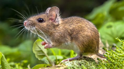 Schools Kitchens Closed After Mice Droppings Found