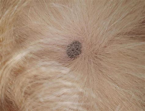 What Causes Dark Spots On Dogs Skin