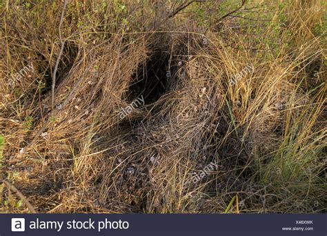 Porcupine Nest High Resolution Stock Photography And Images Alamy