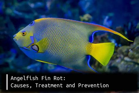 Angelfish Fin Rot Causes Treatment And Prevention Fish Keeping Guide