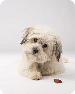 Your adoption donation helps us defray the cost of the animal's food, boarding and medical care. Norwalk, CT - Tibetan Terrier. Meet Landry-adoption ...