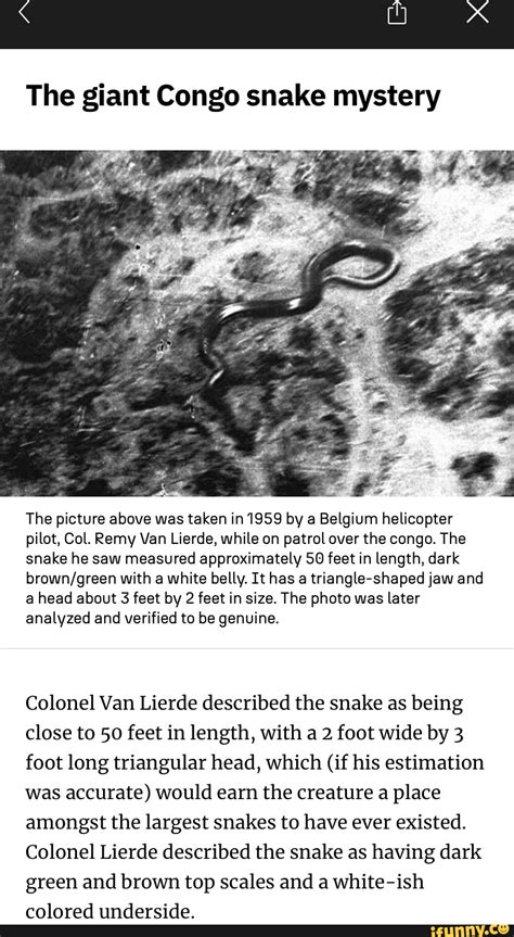 The Giant Congo Snake Mystery The Picture Above Was Taken In 1959 By A