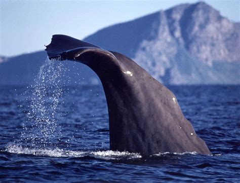 Mature tastes forbidden fruit.cbr 56722 min. Sperm Whale | The Biggest Animals Kingdom