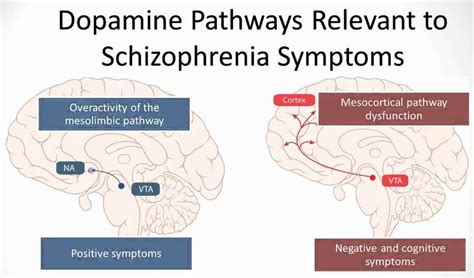 Schizophrenia may develop slowly, and symptoms often appear first between the late teen generally speaking, children and teens with schizophrenia have positive and negative symptoms like adults, but these symptoms may look. Biological Explanation AO1 AO2 - PSYCHOLOGY WIZARD