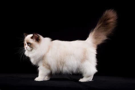 Ragdoll Cats Everything You Need To Know About The Breed