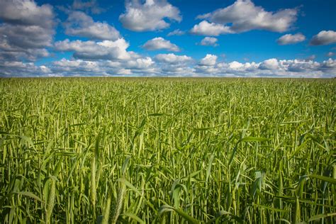 Free Images Sky Meadow Wheat Prairie Crop Pasture Agriculture