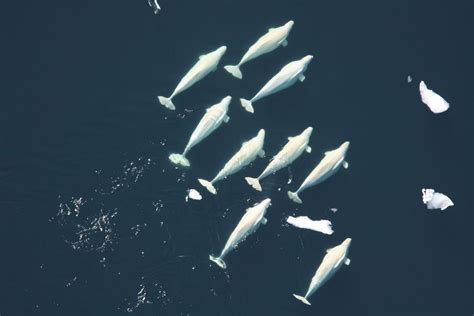 Worldofwhales Beluga Whale Marine Mammals