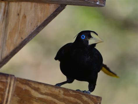 Blue Eyed Bird Flickr Photo Sharing