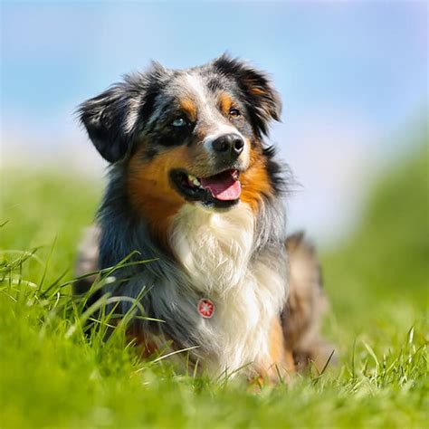 Australian shepherds are a truly versatile breed. Australian Shepherds | DogGear