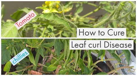 How To Cure Leaf Curl Disease In Plants Sakthivel Gardening Youtube