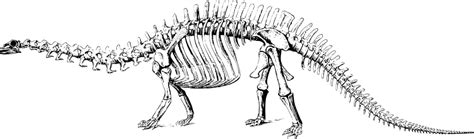 The internet backbone may be defined by the principal data routes between large, strategically interconnected computer networks and core routers of the internet. brontosaurus skeleton - /animals/extinct/dinosaur ...