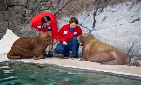 Aku Meets Ginger Wild Arctic Baby Walruses Seaworld Orlando