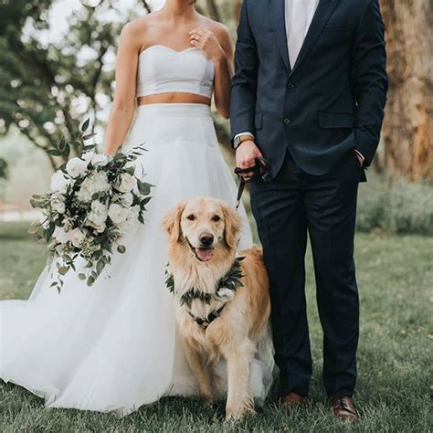 Wedding Dog Wedding Pup Golden Retriever Wedding Dog Golden