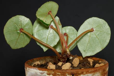 Begonia Conchifolia Pflege