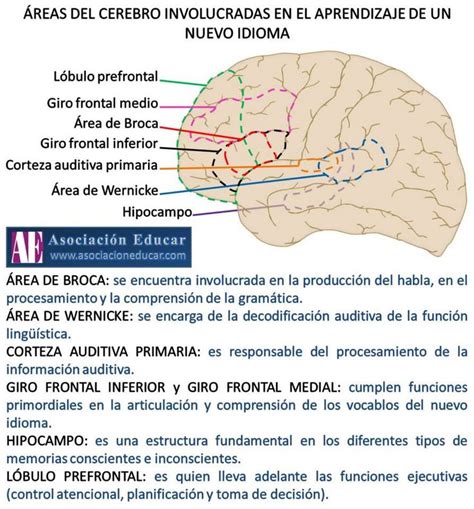 áreas del cerebro implicadas en el lenguaje Psicobiología Cosas de