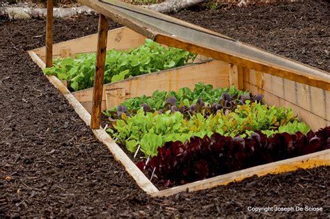 It won't have any trouble growing in a pot next to a sunny window, even when it's freezing cold outdoors. How to Grow Vegetables All Year Long (Even in Winter!)