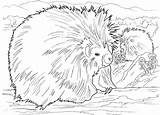 Porcupine Coloring Porcupines Printable North American Supercoloring Results Coloringbay Categories Animals Kidsuki sketch template