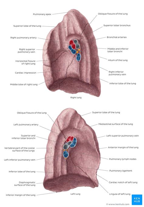 Bronchopulmonary Segments Anatomy And Clinical Aspects Kenhub