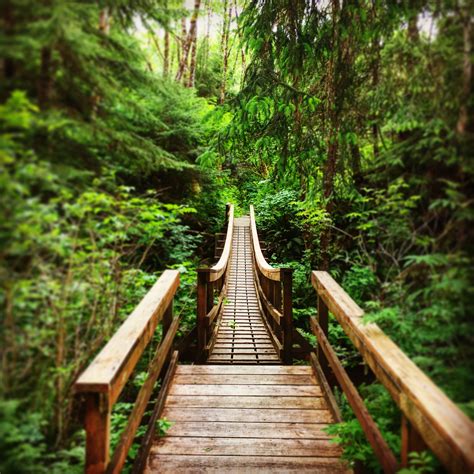 Both dogs and cats are permitted, but must be crated sheraton portland airport hotel is pet friendly! bridge in the forest | Arch cape oregon, Oregon forest ...